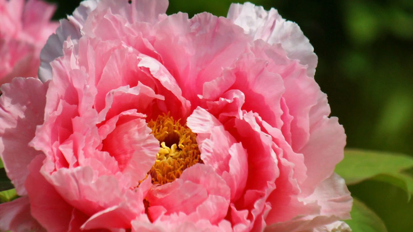 На поляне красивый цветок пион