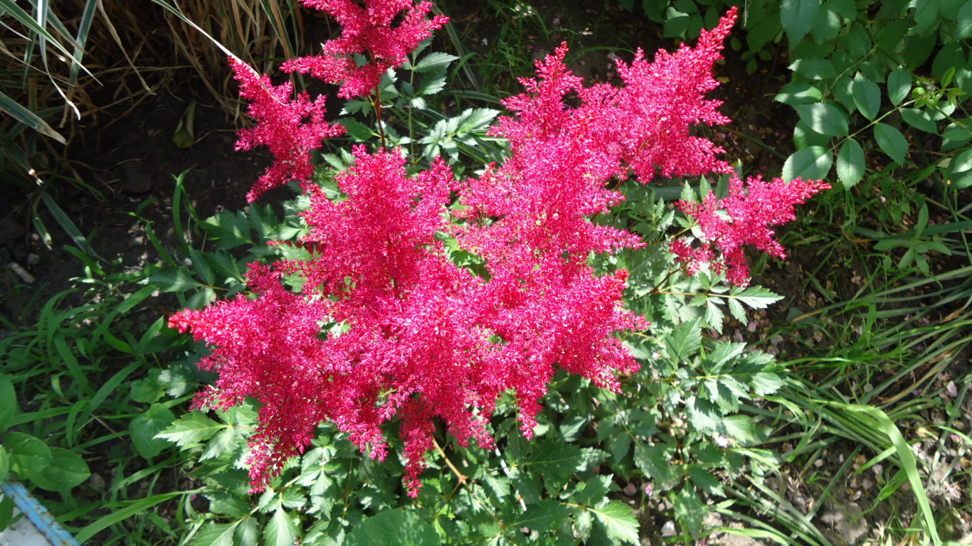 На поляне красивые цветы астильба