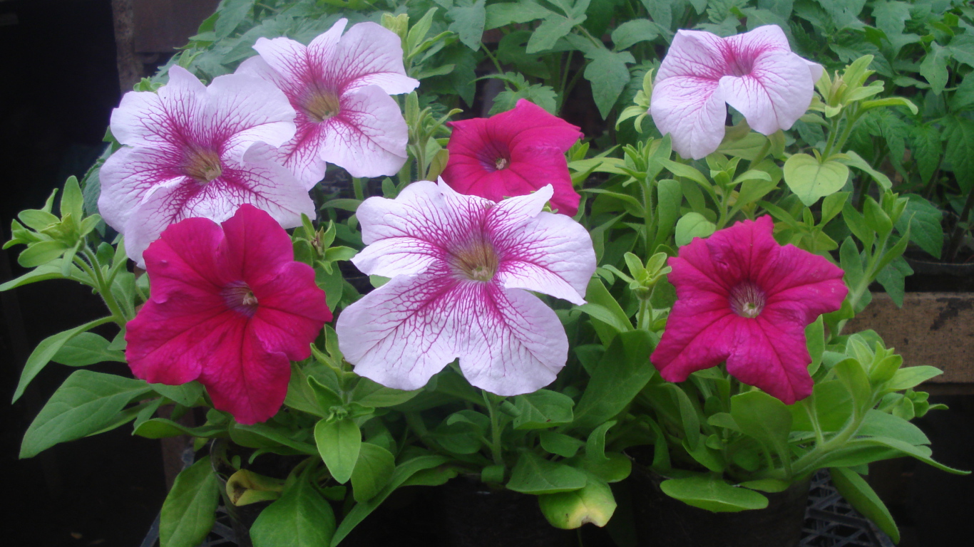 На поляне красивые цветы петуния