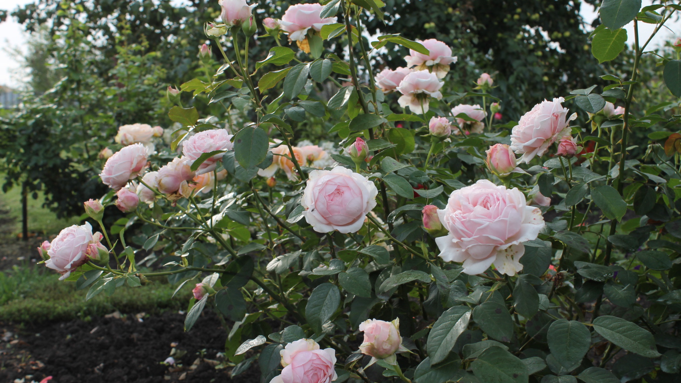 На поляне красивые цветы кустарниковые розы