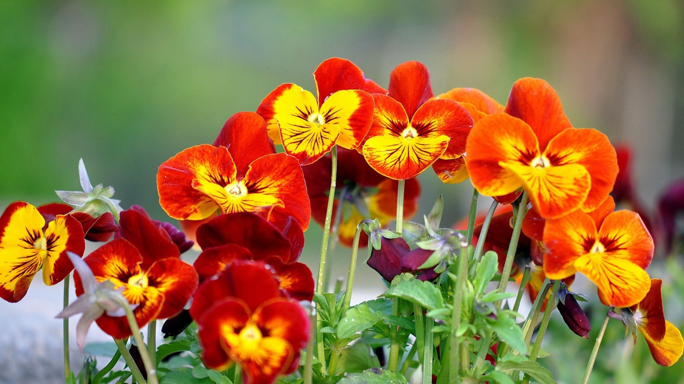 На поляне весенние цветы анютины глазки