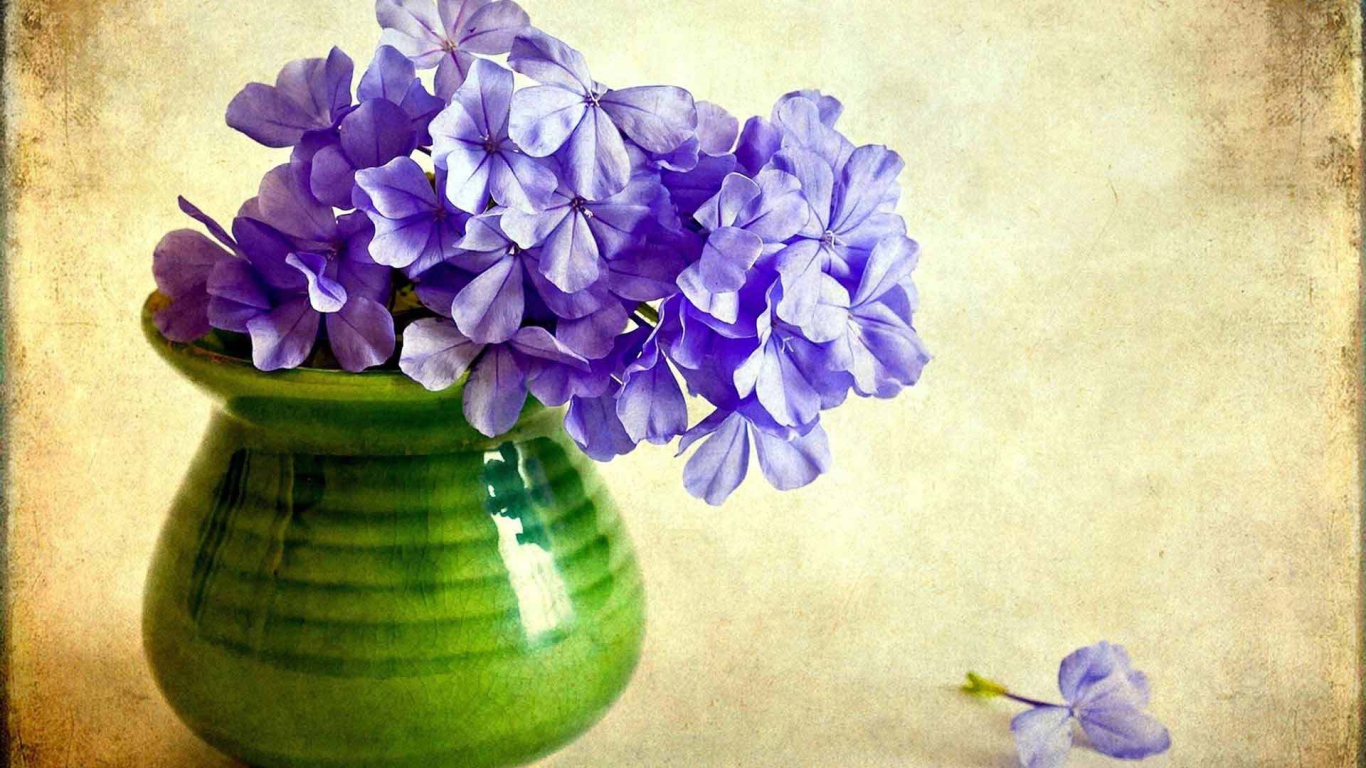 В вазе красивые цветы флокс