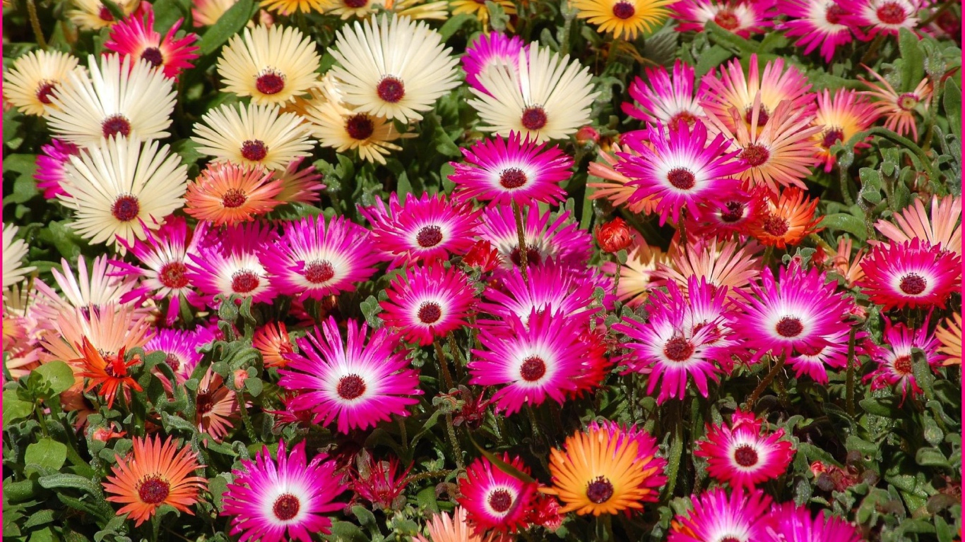 В лесу красивые цветы маргаритки