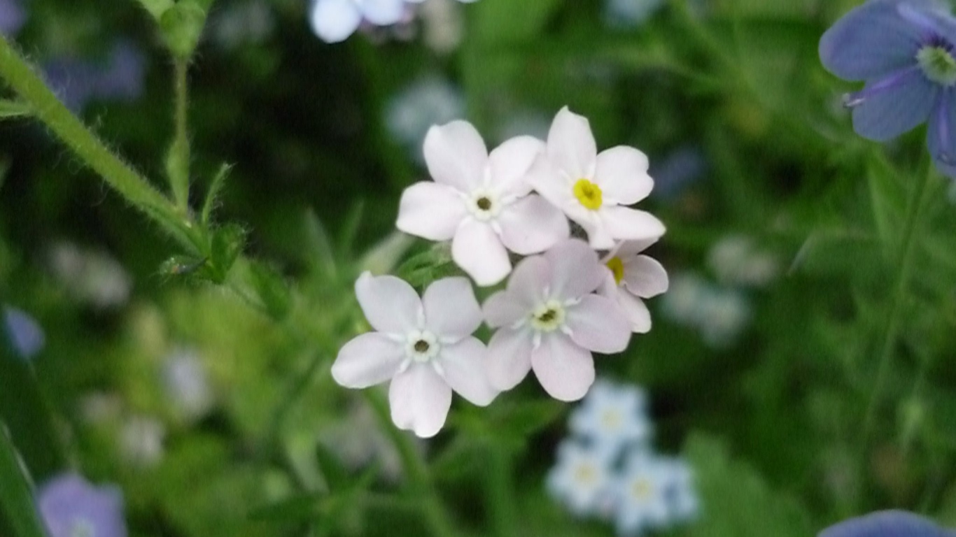 В лесу красивые цветы незабудки