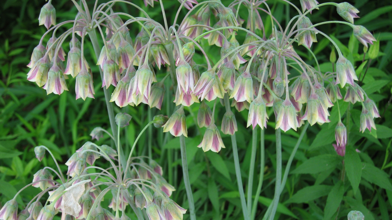 В лесу красивые цветы нектароскордум 