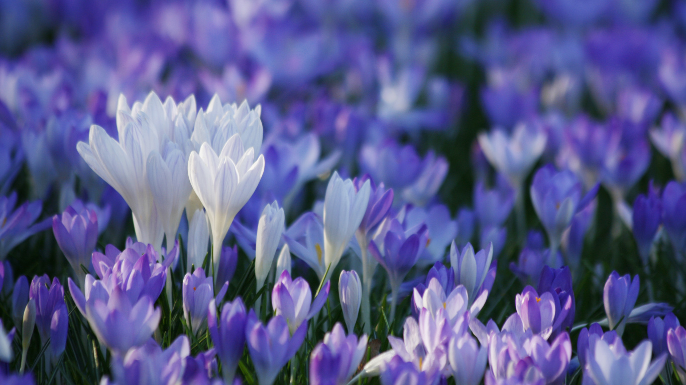 В лесу красивые цветы шафран