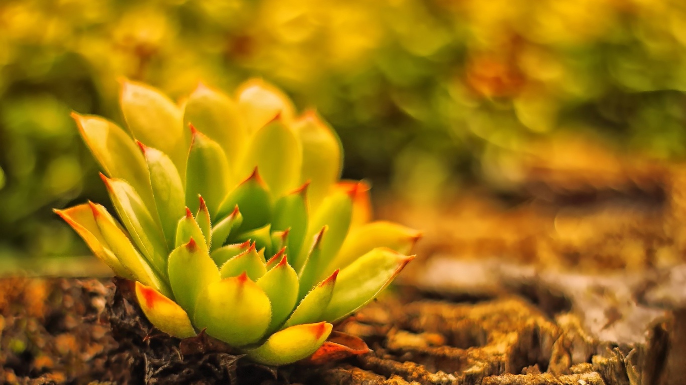 В лесу красивое растение молодило 