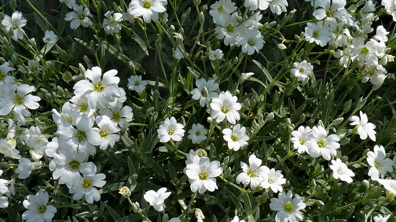 В лесу растение резуха