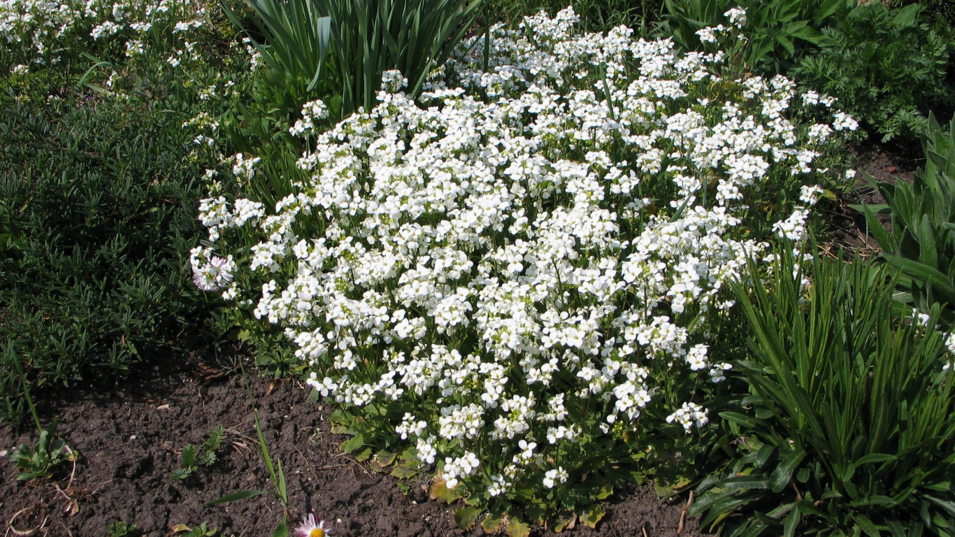 В саду растение резуха