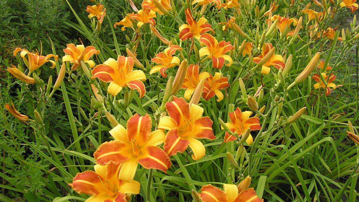 В саду красивые цветы лилейник