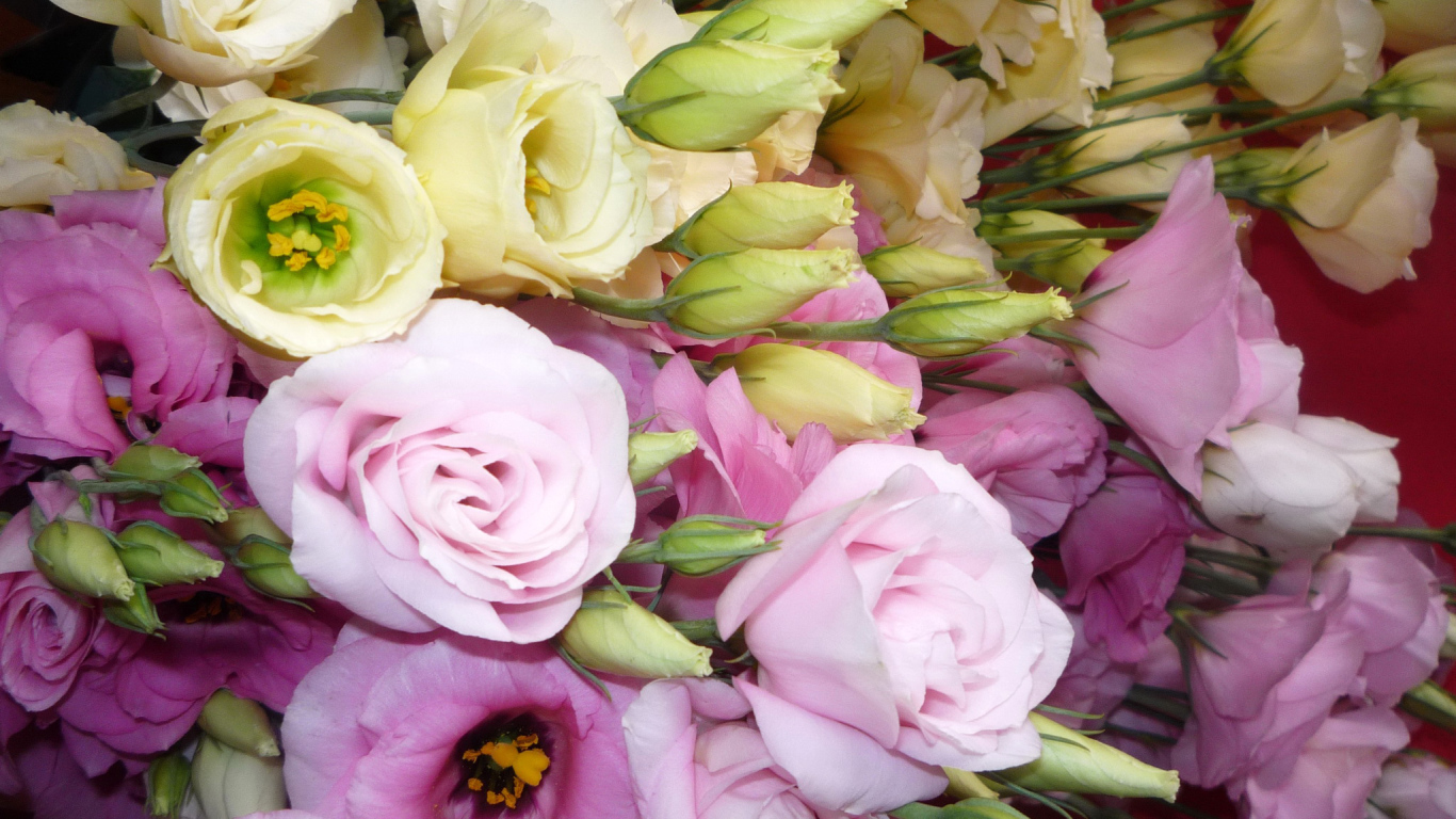 В саду красивые цветы эустома (ирландская роза) 