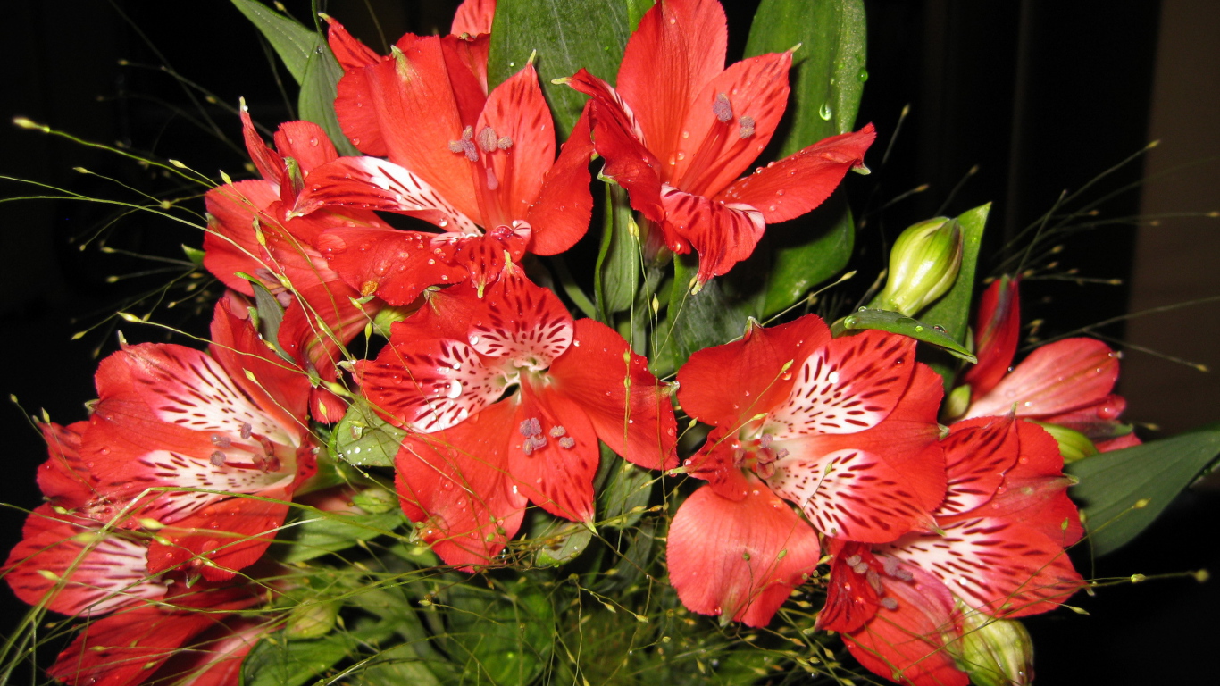 В саду красивые цветы альстремерия