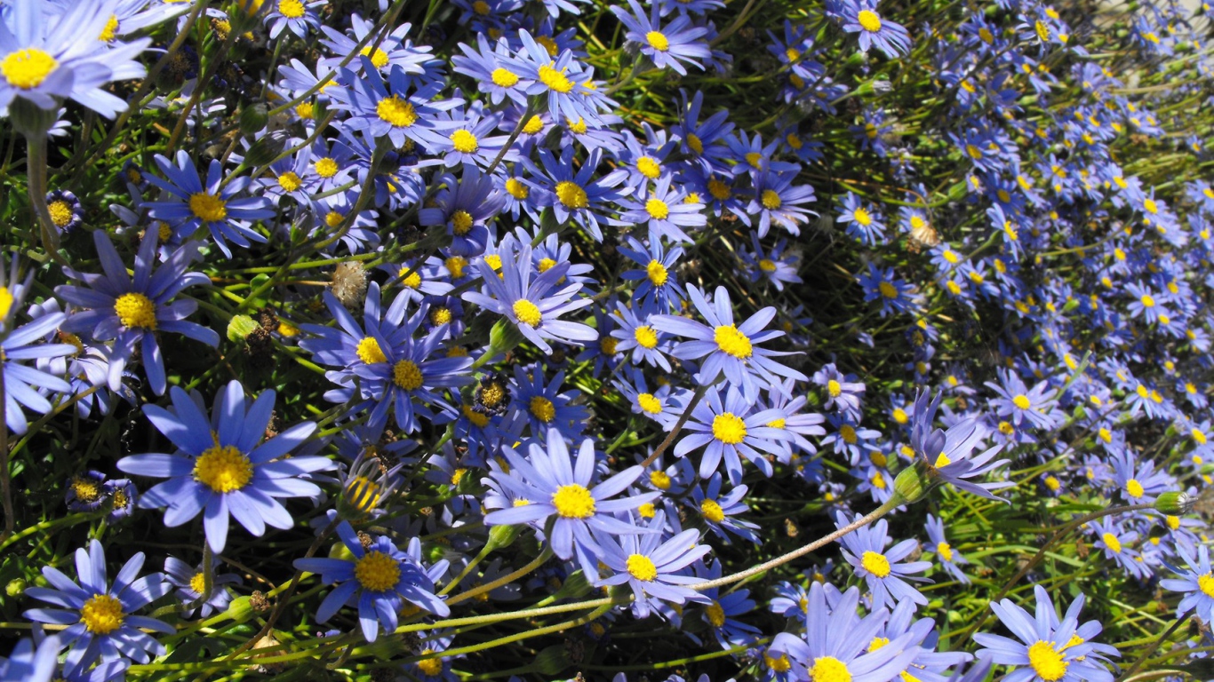 В саду красивые цветы астра