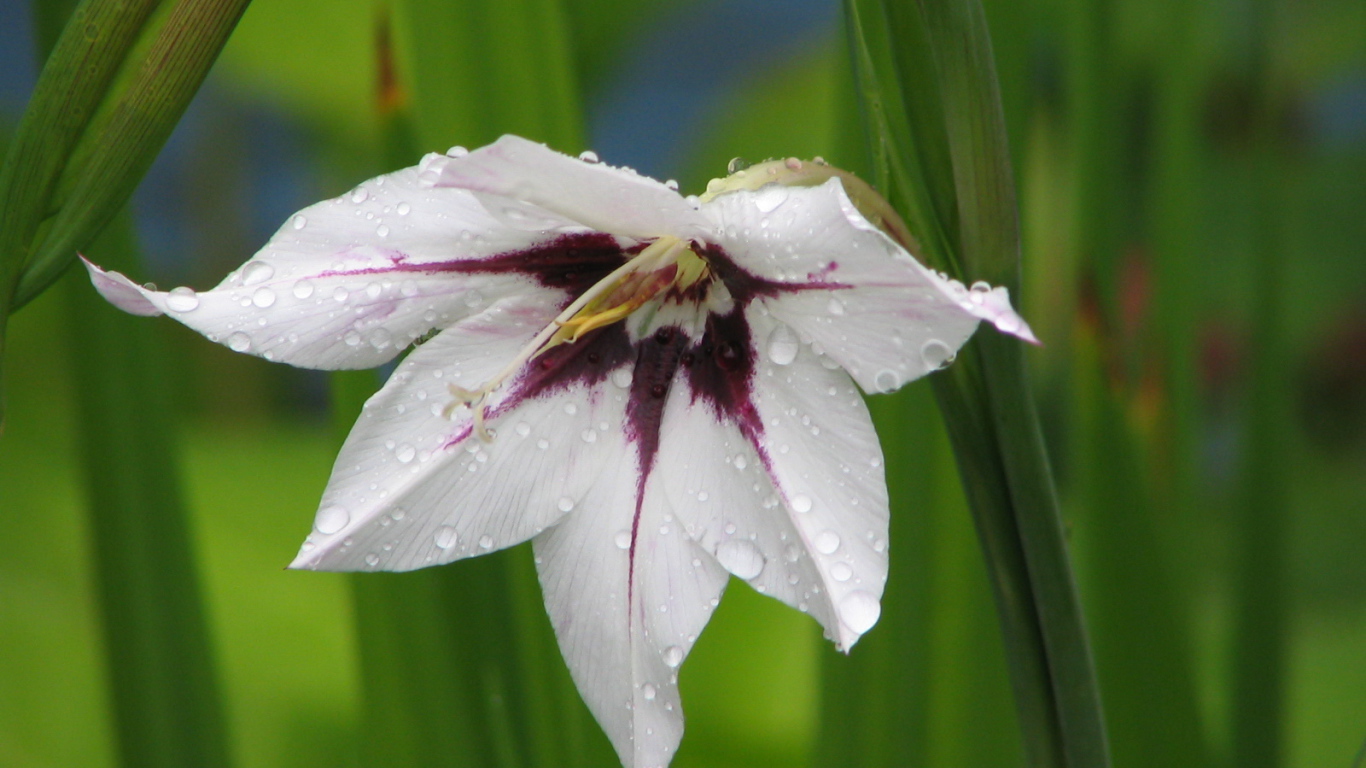 В саду красивые цветы ацидантера