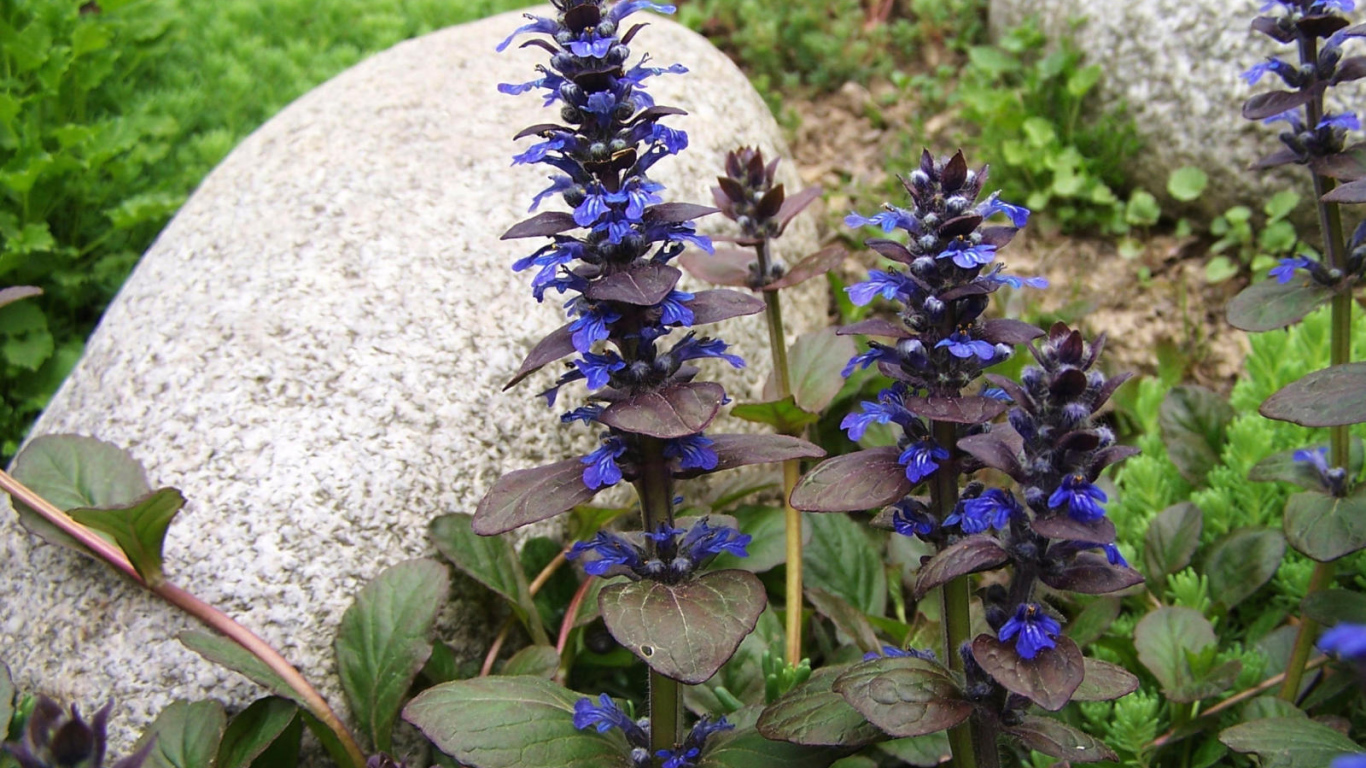 В саду красивые цветы аюга