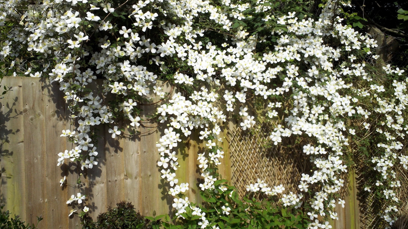 В саду красивые цветы клематис