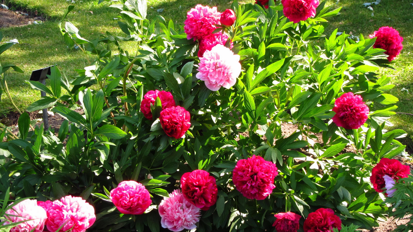 В саду красивые цветы пионы