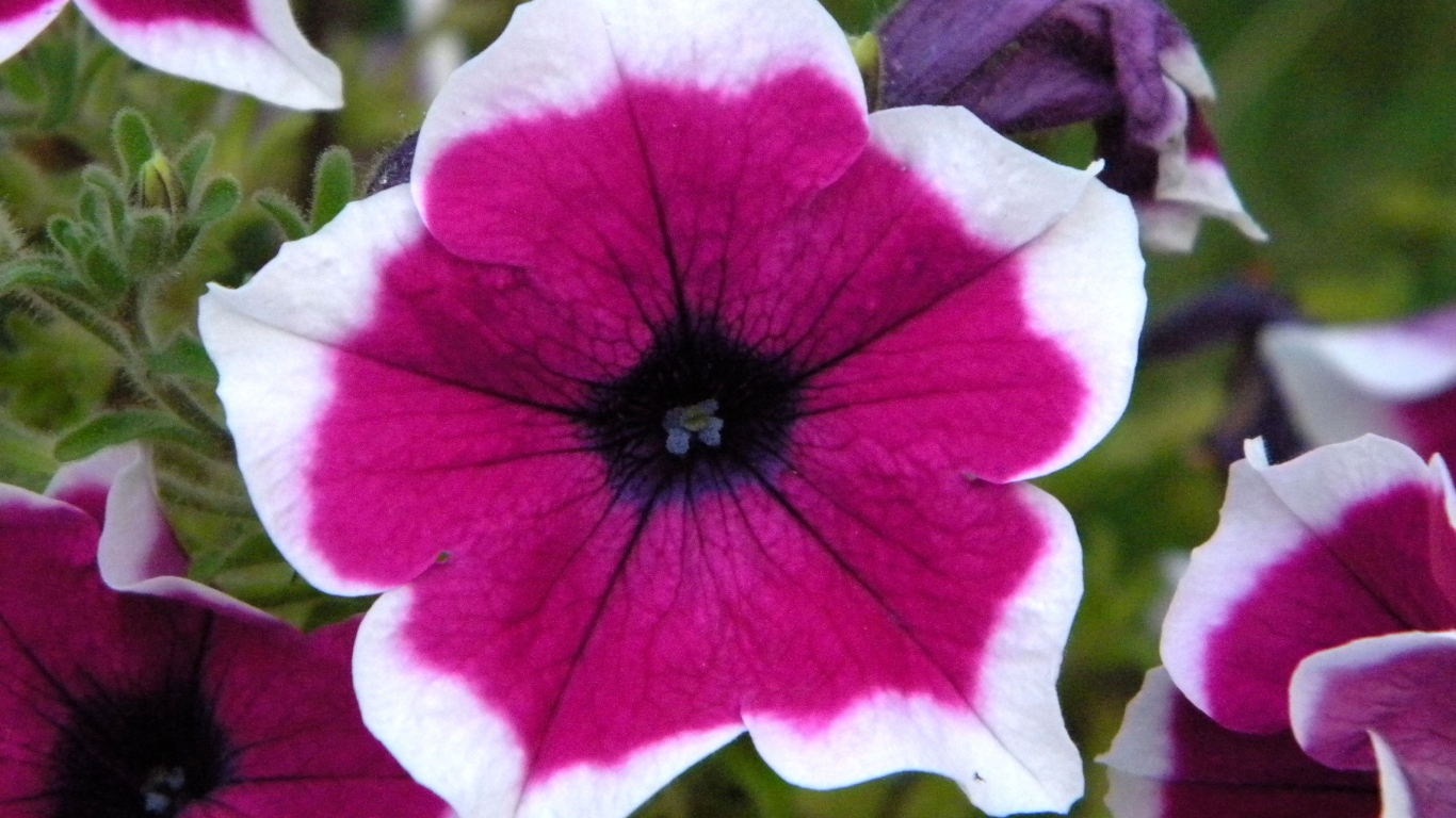 В саду красивые цветы петуния