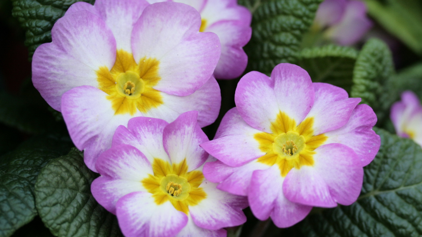 В саду красивые цветы примула