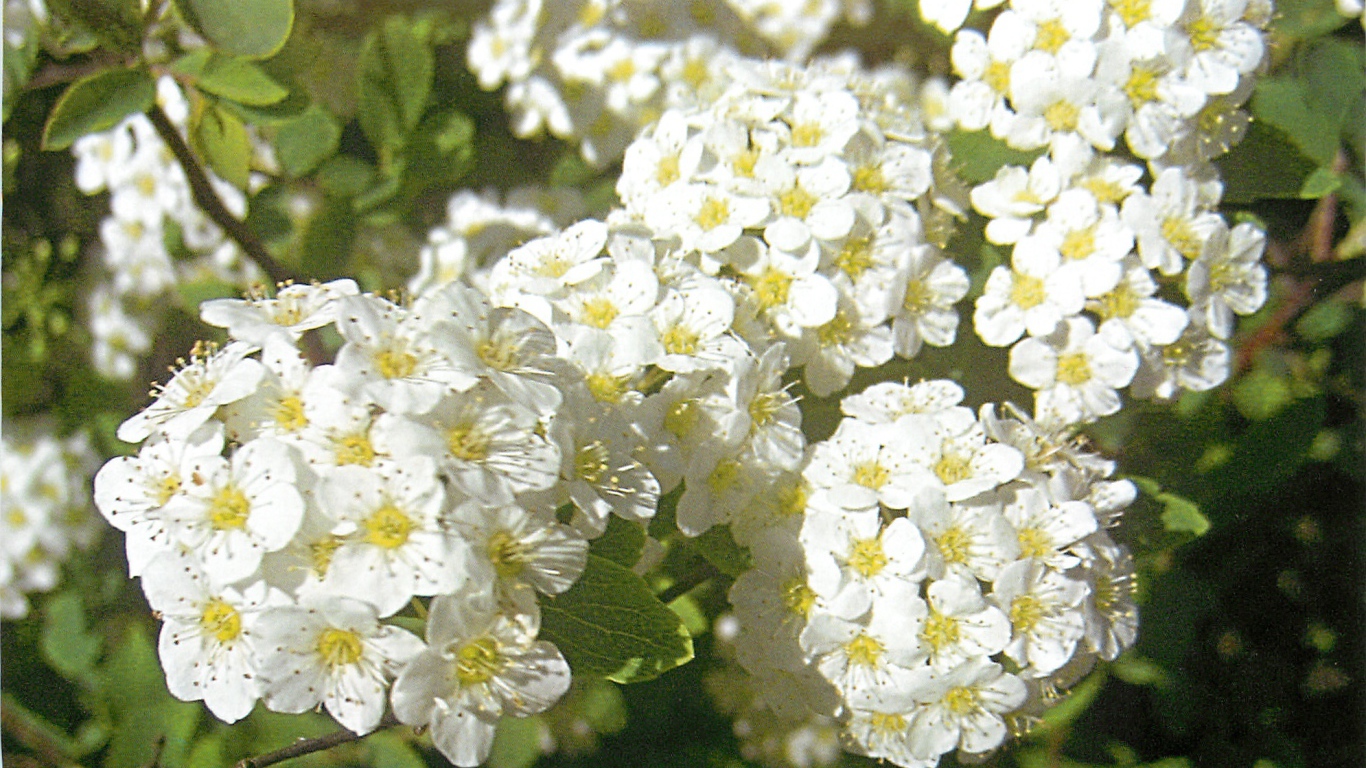 В саду красивые цветы спирея