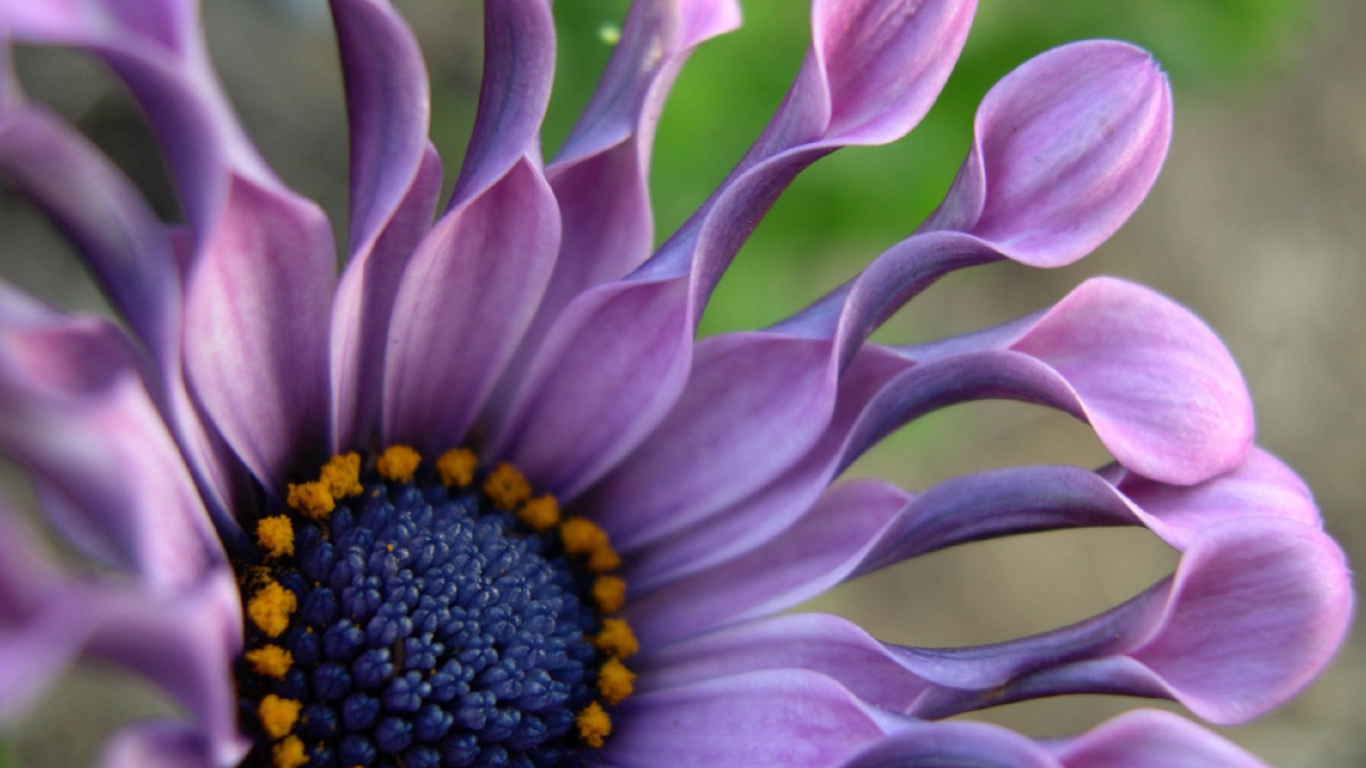 В саду красивые цветы венидиум