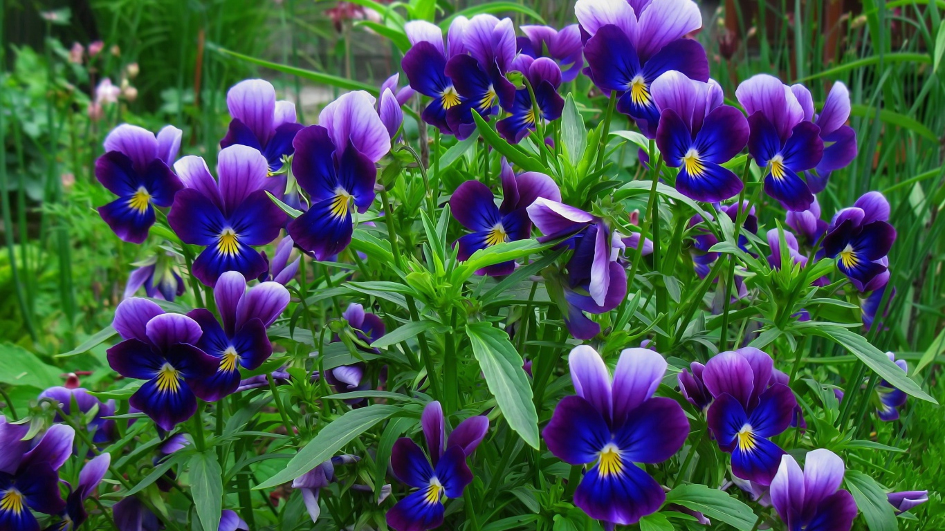 В лесу весенние цветы анютины глазки