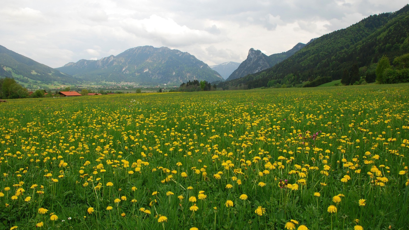 Большое поле одуванчиков