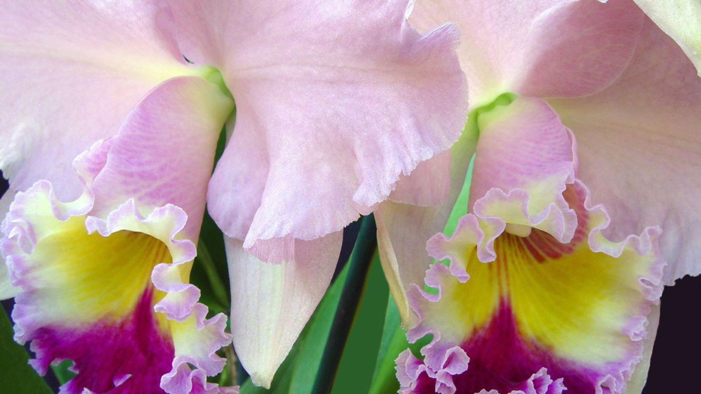 Нежно розовый ирис