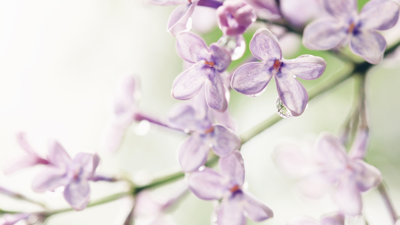 Лиловые цветы