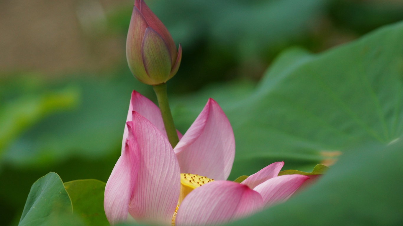 Бутон лилии