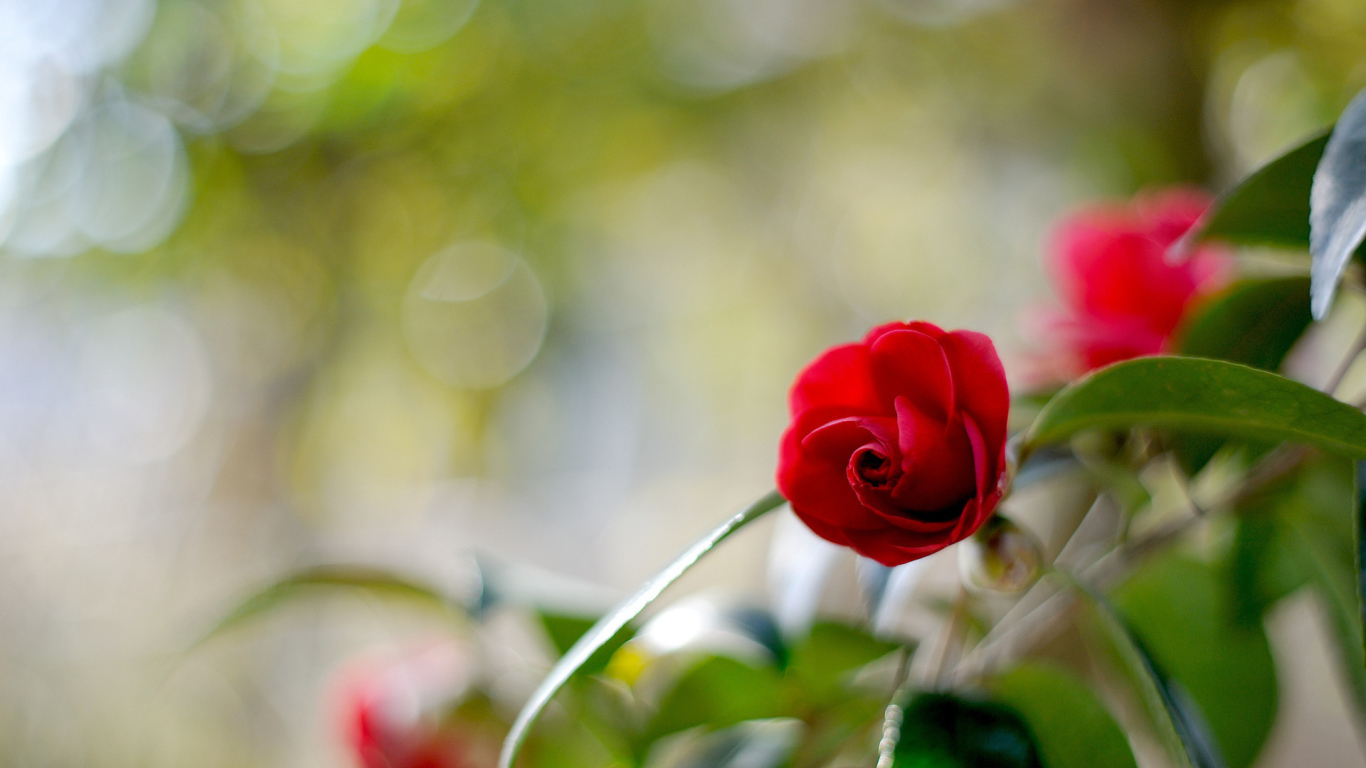 Одинокий цветок камелии