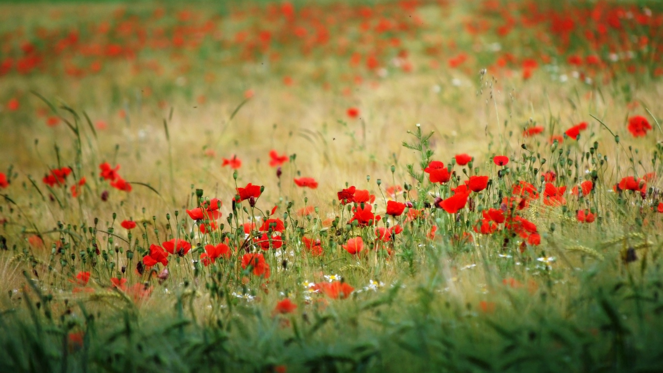Много красного мака в поле