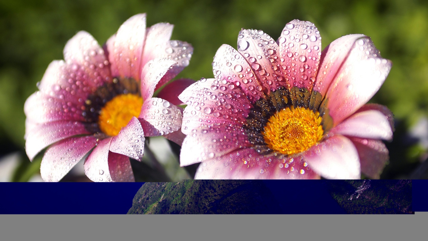 Утренняя влага