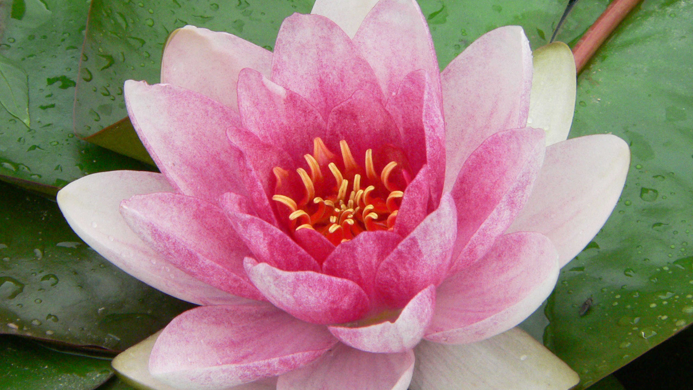 Нимфея цветок