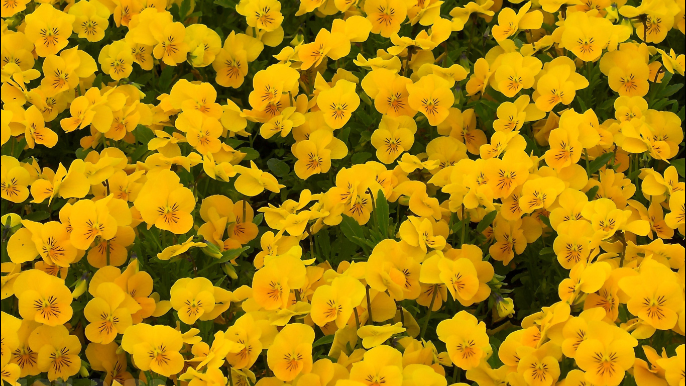 На большой поляне цветы анютины глазки