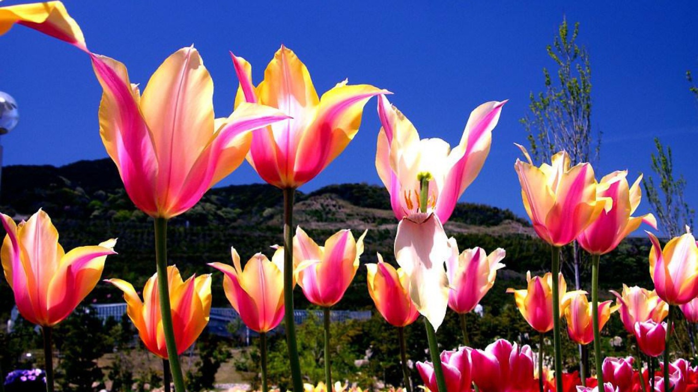 Один тюльпан завял