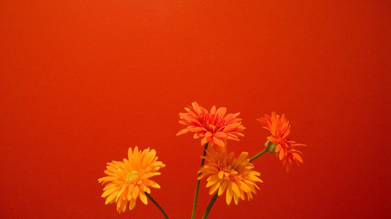 Оранжевые цветы на красном фоне