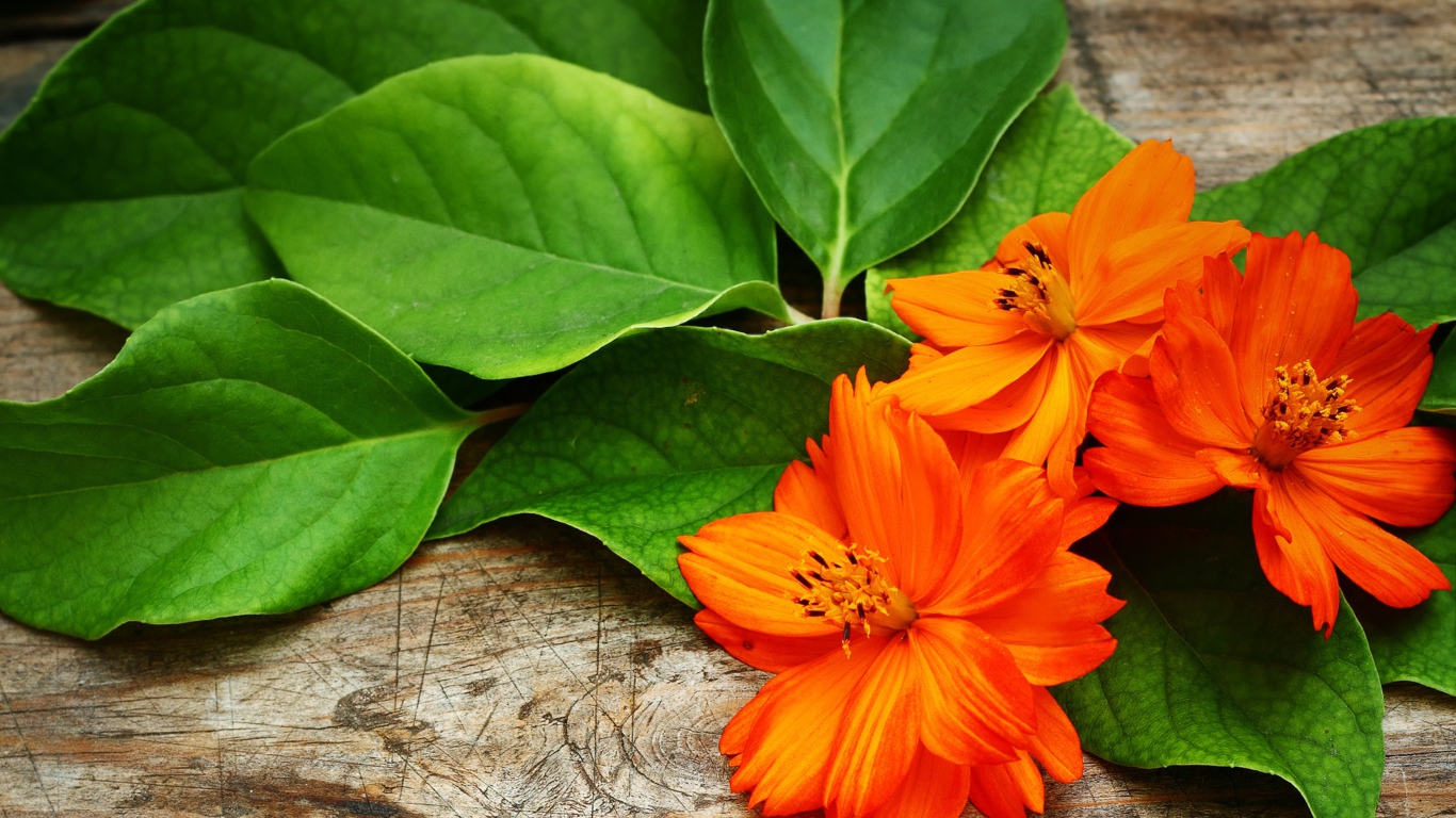 Оранжевые цветки космеи