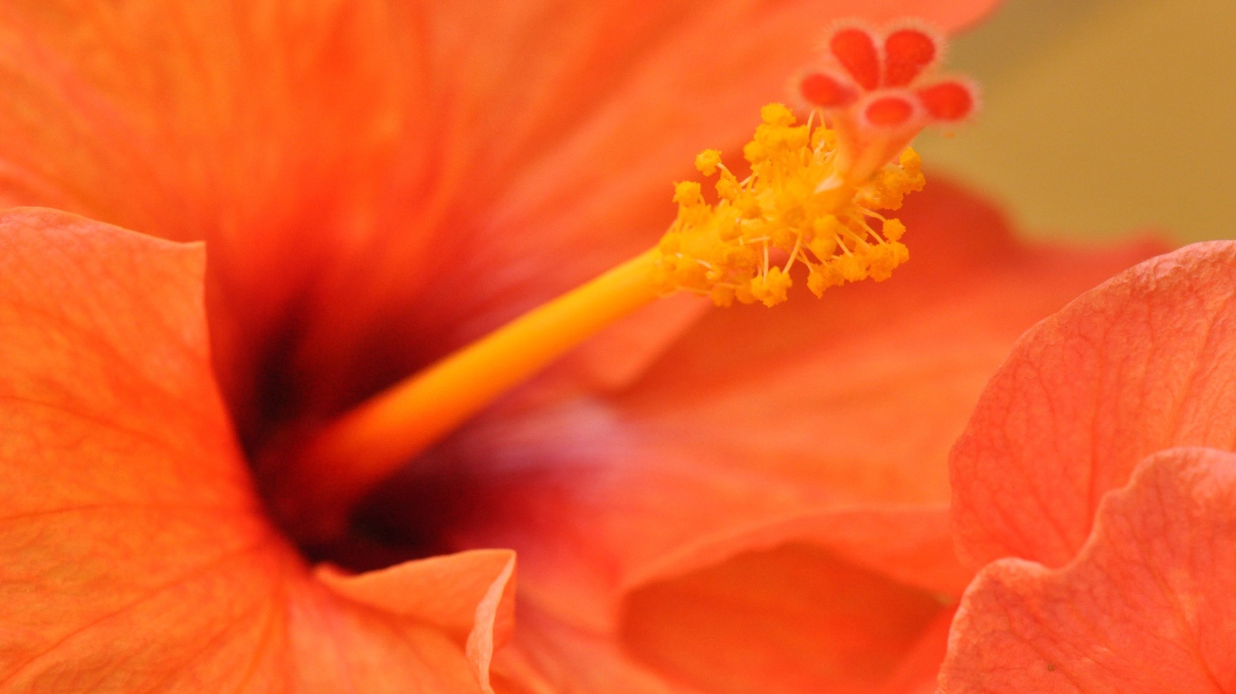 Оранжевый гибискус