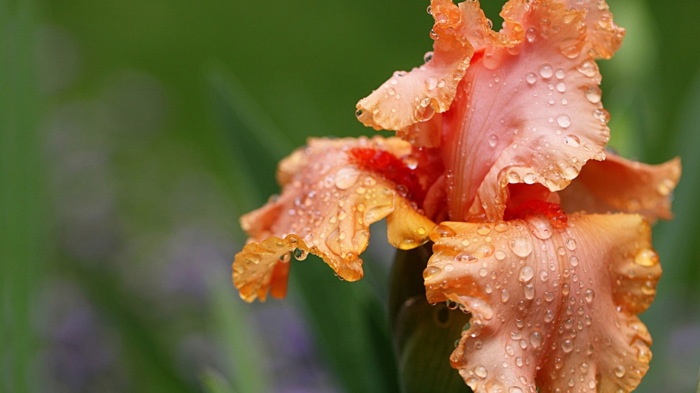 Оранжевый цветок ирис