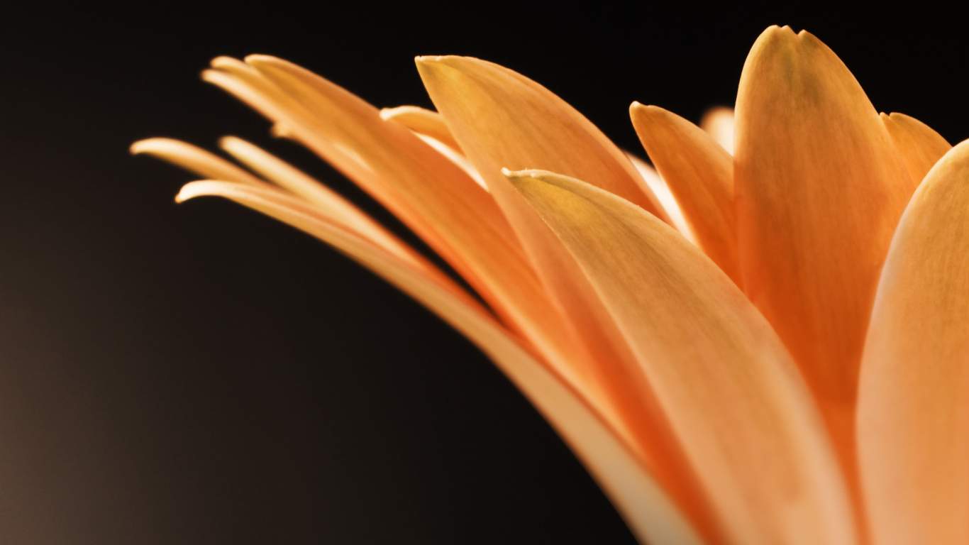 Оранжевые лепестки цветка