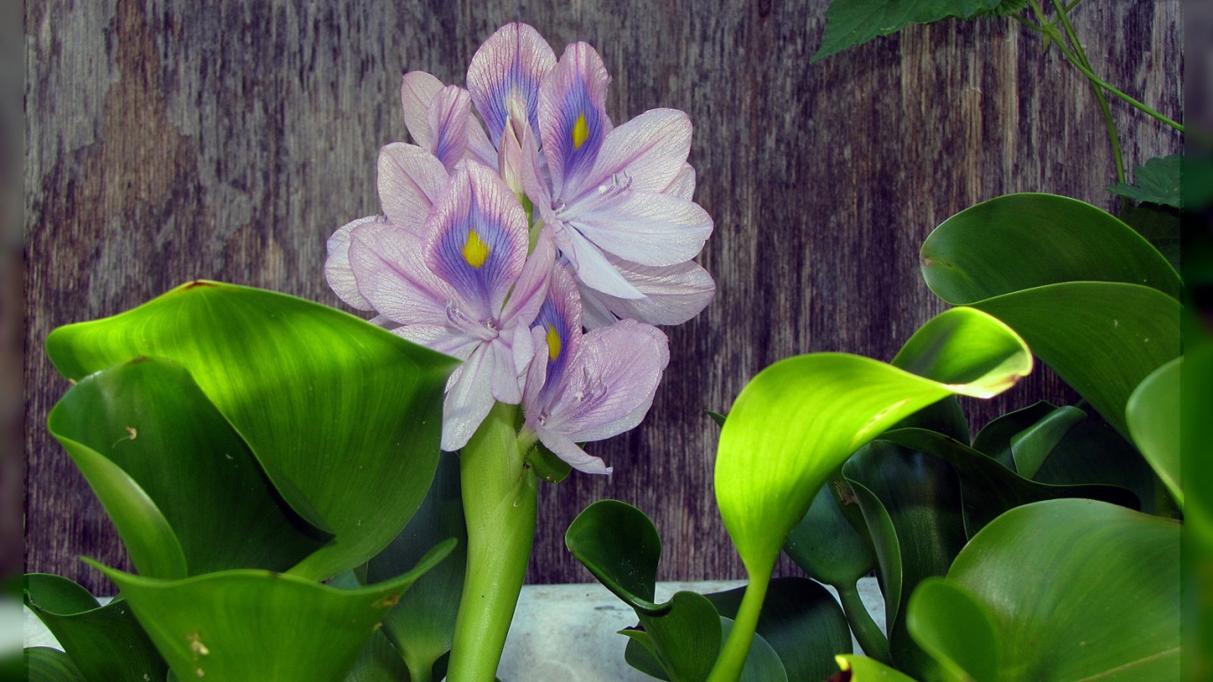 Цветок гиацинт восточный