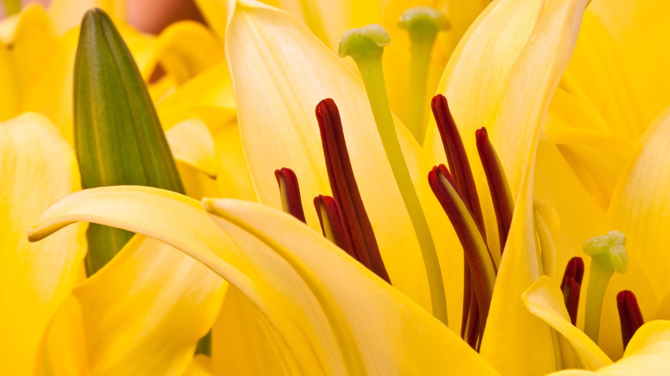 Восточная лилия