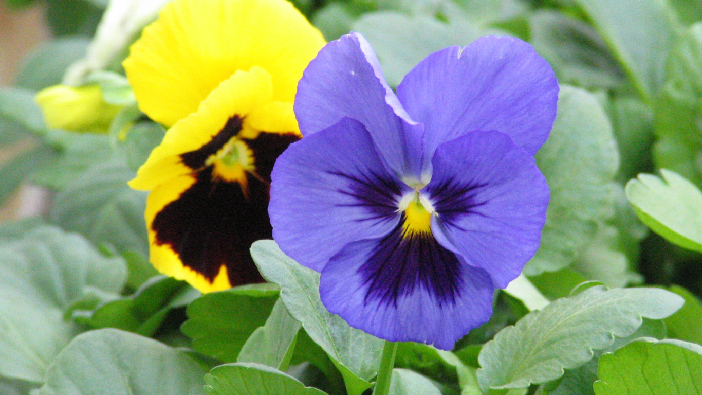 Анютины глазки расцвели в саду