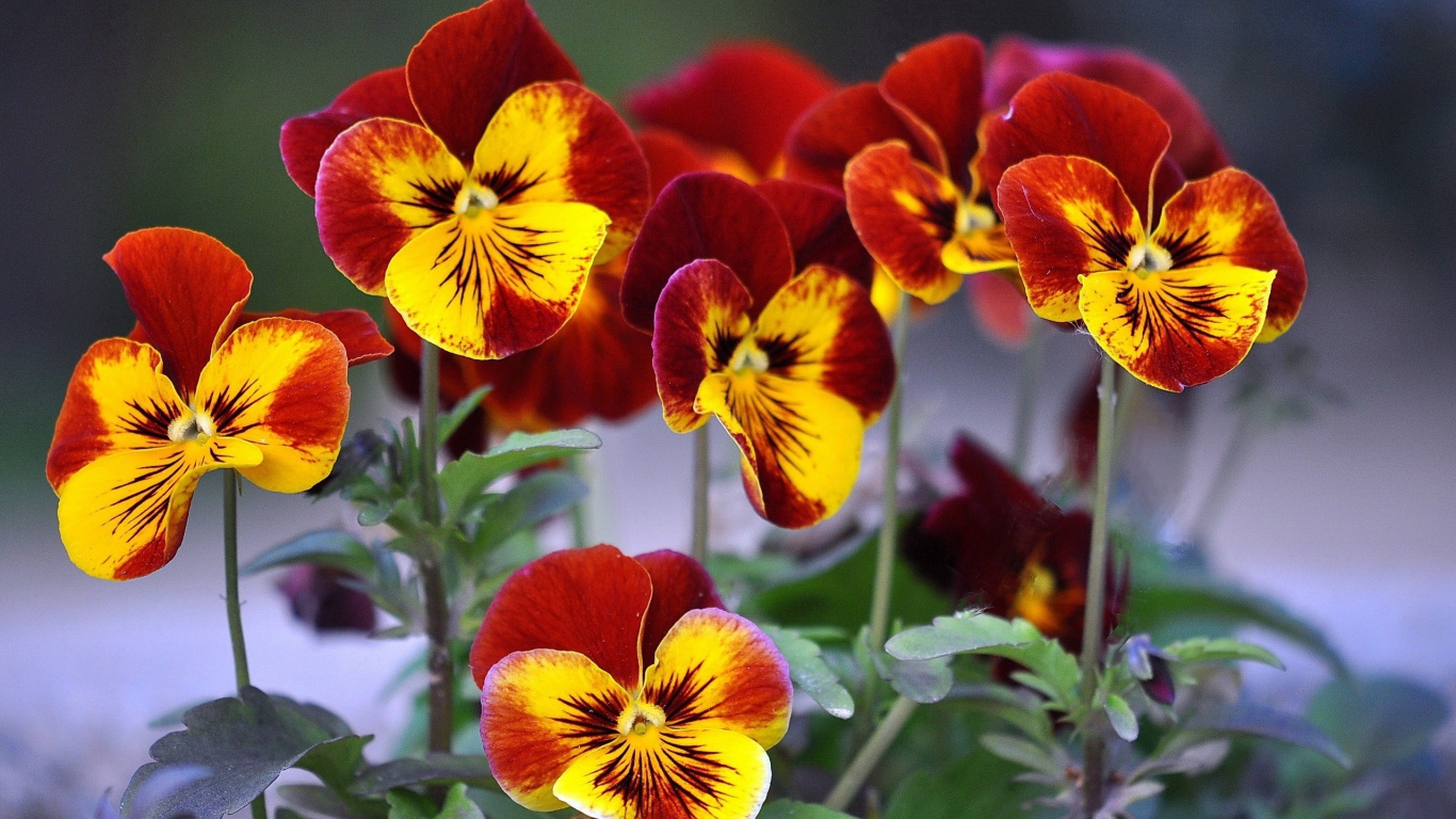 Цветы анютины глазки расцвели