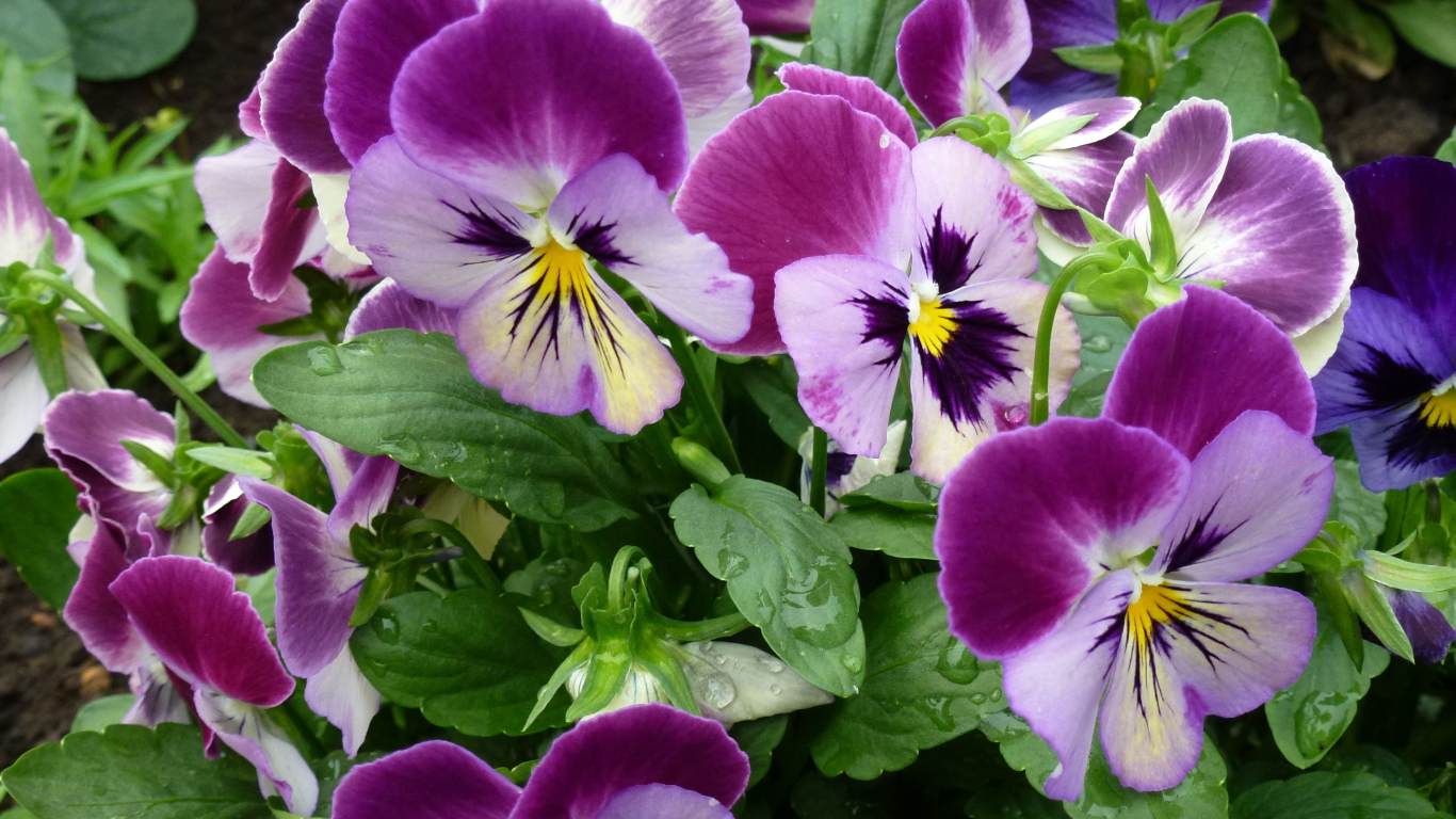 Цветы анютины глазки расцвели на поляне