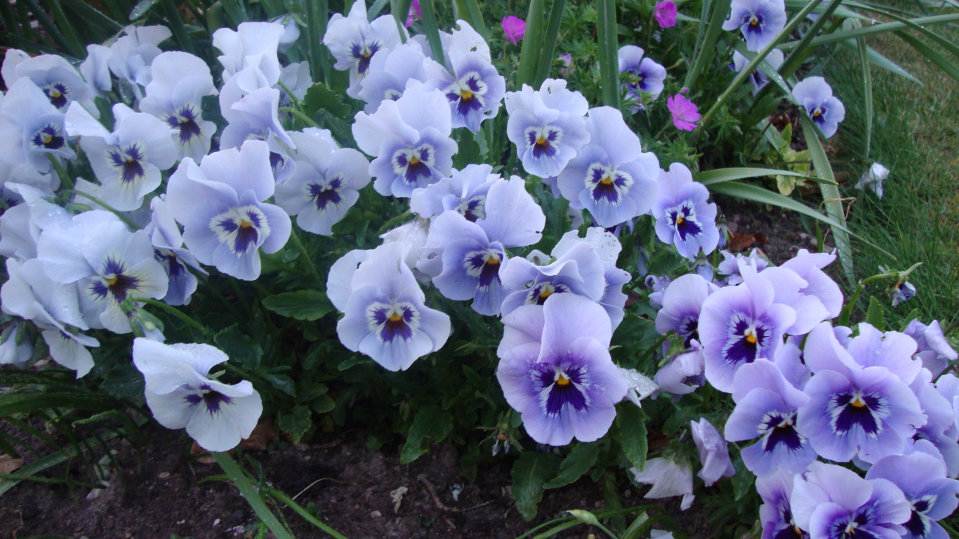 Цветы анютины глазки в лесу