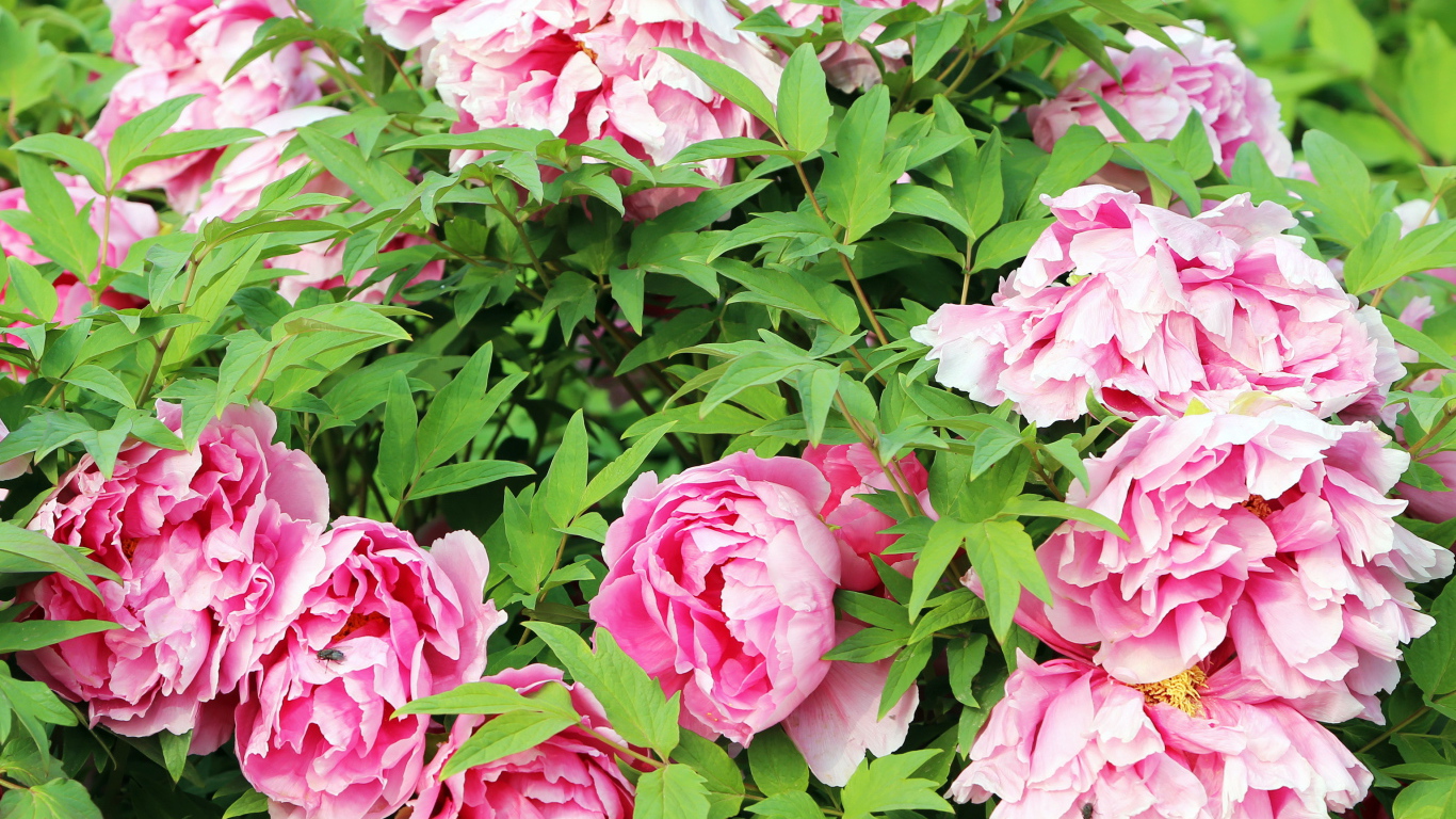 Цветы пионы в саду