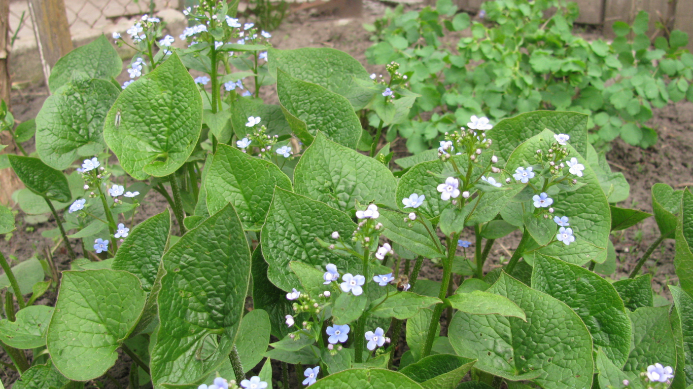 Многолетнее красивое растение бруннера