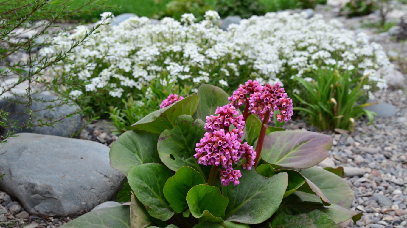 Многолетнее растение бадан